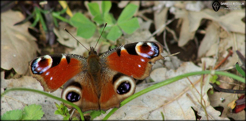 Aglais io: maschio o femmina???